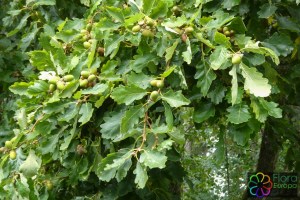 quercus robur (1) (1200 x 800).jpg_product_product_product_product_product